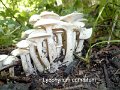 Leucocybe connata-amf1255
